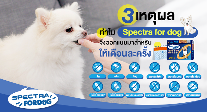 3 เหตุผล ทำไม Spectra for dog จึงออกแบบมาสำหรับให้เดือนละครั้ง